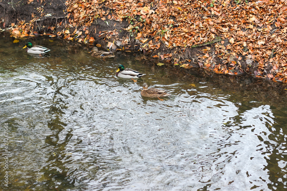 Several wild ducks swim in a small pond in a city park Several wild ducks swim in a small pond in a city park