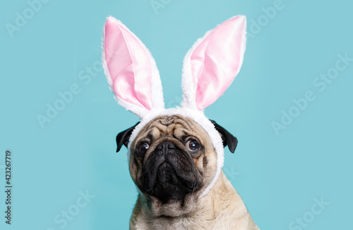 Portraite of cute puppy of the pug breed with bunny ears on head. Little sad dog on bright trendy blue background. Free space for text. © KDdesignphoto