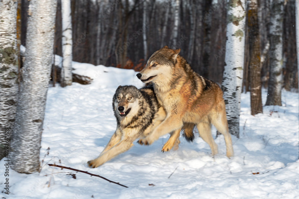 Naklejka premium Grey Wolves (Canis lupus) Collide While Running Through Woods Winter