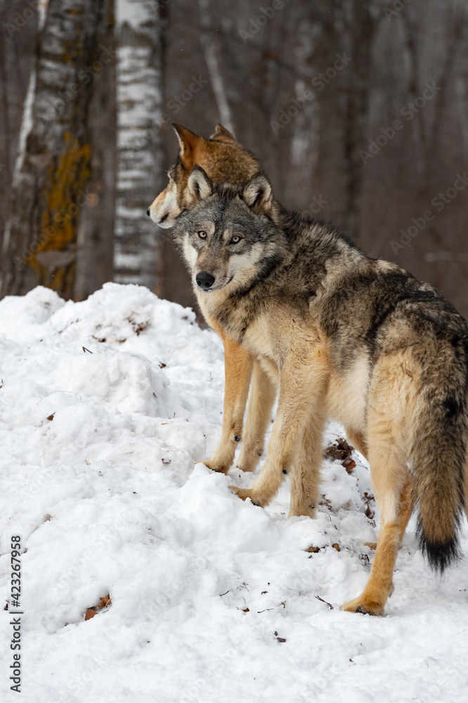 Naklejka premium Grey Wolf (Canis lupus) Looks Back While Standing on Snow Pile Winter