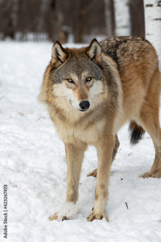 Grey Wolf (Canis lupus) Stands with Tuft of Deer Fur Between Paws Winter Grey Wolf (Canis lupus) Stands with Tuft of Deer Fur Between Paws Winter