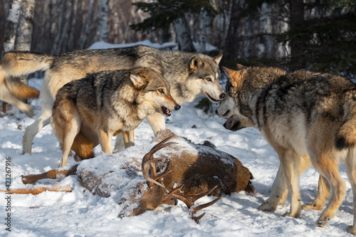 Grey Wolf(Canis lupus) Snarls at Other Approaching White-Tail Deer Carcass Winter