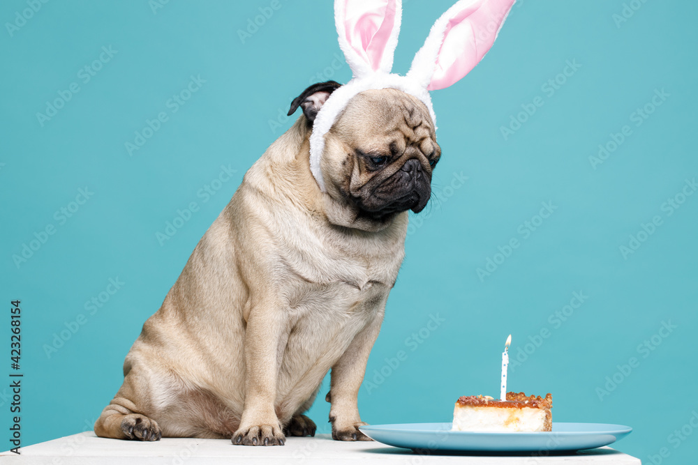 Portraite of cute puppy of the pug breed with bunny ears on head and birthday cake. Little smiling cheerful dog on blue background. Free space for text.