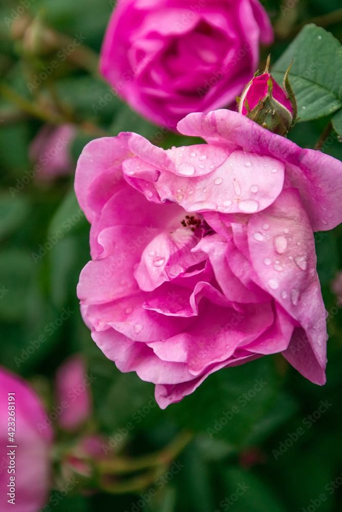 Hello spring. Beautiful fresh roses in nature. Natural spring and summer background. Rose shrub in the park. Hello spring. Beautiful fresh roses in nature. Natural spring and summer background. Rose shrub in the park.