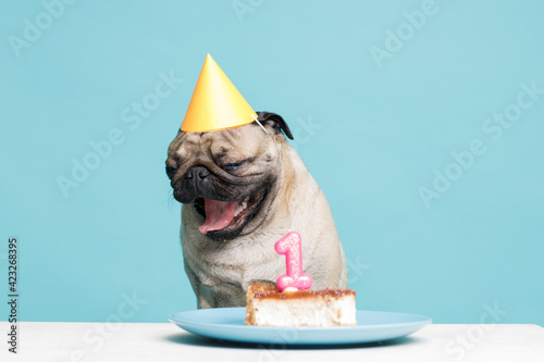 Portrait of cute puppy of the pug breed with party hat on head and birthday cake. Little cheerful dog on blue background. Free space for text. © KDdesignphoto