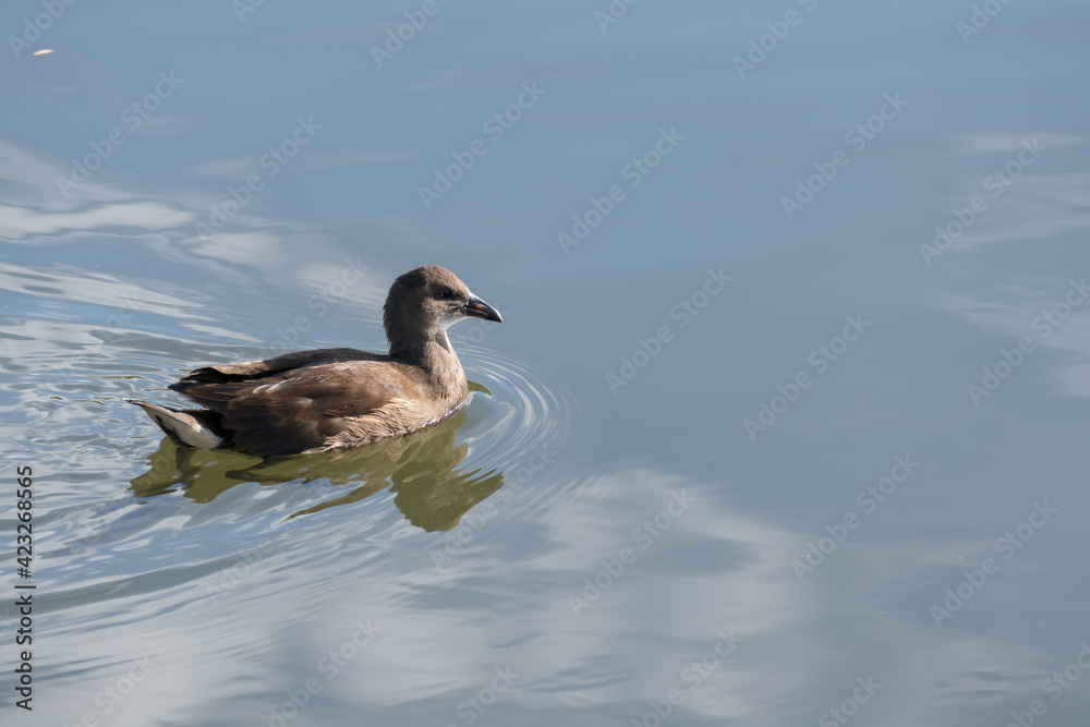 Fototapeta premium Common Moorhen (Gallinula chloropus) juvenile