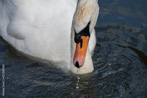 Swan on the Kennet and Avon Canal near Aldermaston Berkshire photo