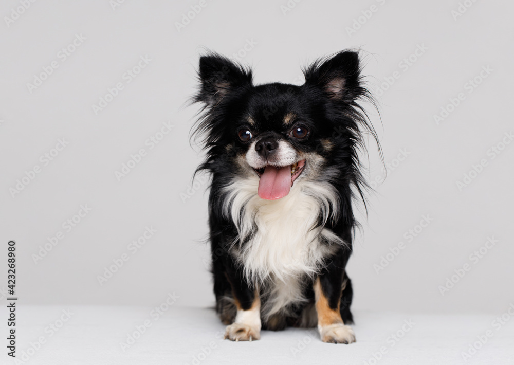 Portraite of cute puppy chihuahua. Little smiling dog on white background. Free space for text. Portraite of cute puppy chihuahua. Little smiling dog on white background. Free space for text.
