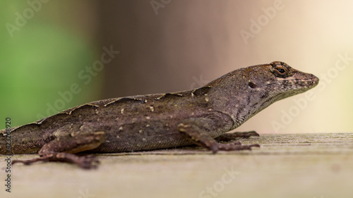 Classical Lizard in wild nature on wooden background. Exotic tropical animals. Macro close up photography. Available Copy space for your text.