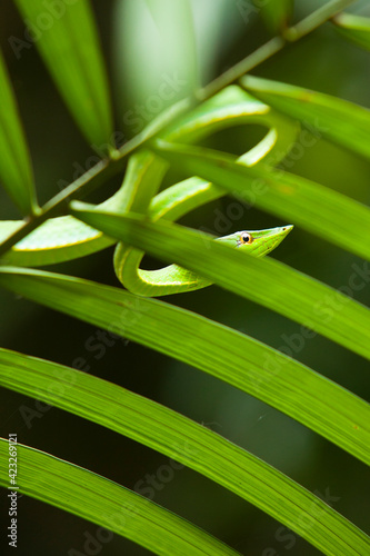A leaf-nosed vine snake perches in a palm at Chalalan Lodge in Madidi NP in Bolivia.   