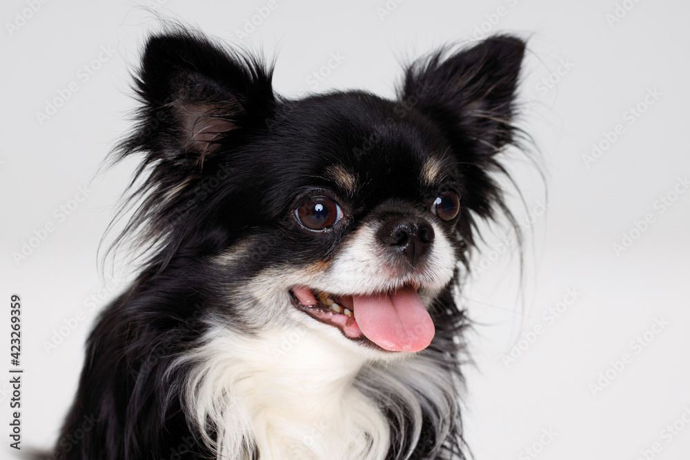 Obraz premium Portraite of cute puppy chihuahua. Little smiling dog on white background. Free space for text.