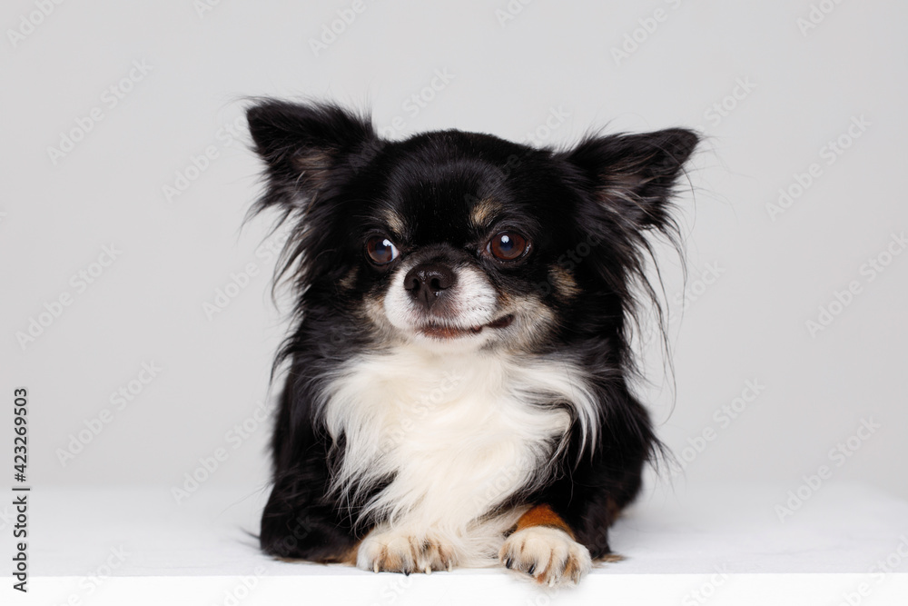 Portraite of cute puppy chihuahua. Little smiling dog on white background. Free space for text. Portraite of cute puppy chihuahua. Little smiling dog on white background. Free space for text.