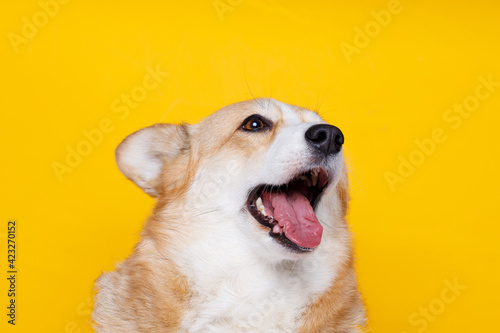 Portraite of cute puppy corgi. Little smiling dog on bright trendy yellow background. Free space for text. © KDdesignphoto
