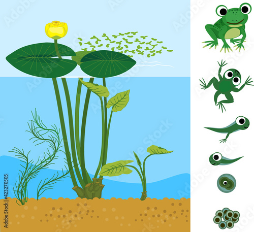 Frog life cycle. Sequence of stages of development of frog from egg to adult animal in pond