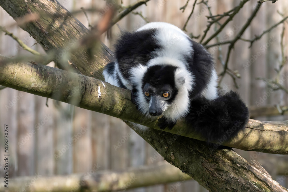 Fototapeta premium Black-and-White Ruffed Lemur (Varecia variegata)