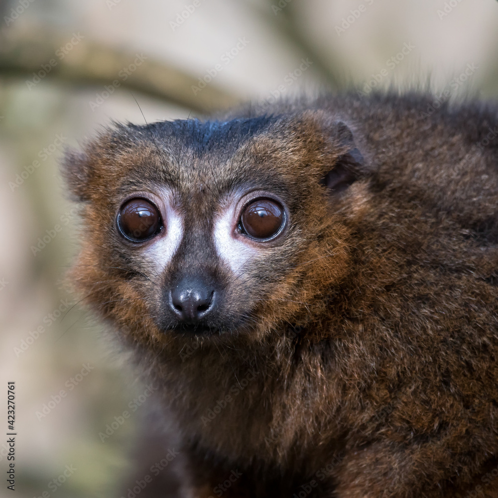 Fototapeta premium Black Lemur (Eulemur macaco)