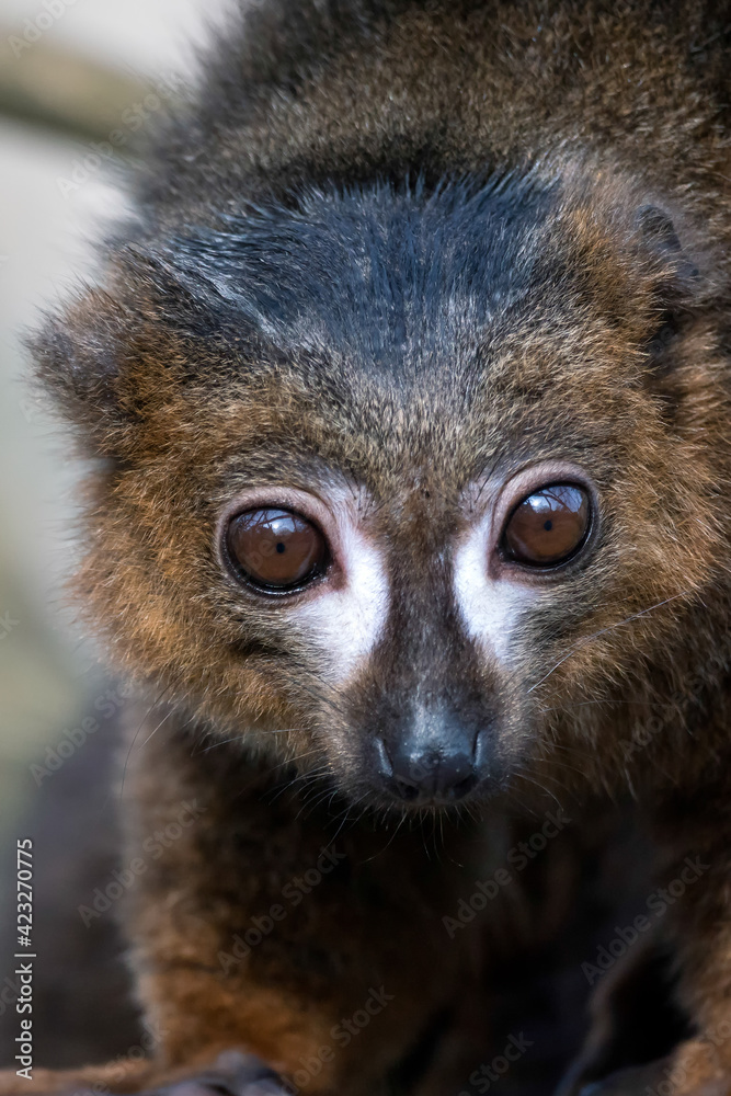 Fototapeta premium Black Lemur (Eulemur macaco)