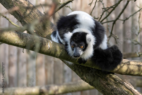 Black-and-White Ruffed Lemur (Varecia variegata)