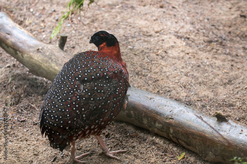 Satyr Tragopan (Tragopan satyra) photo