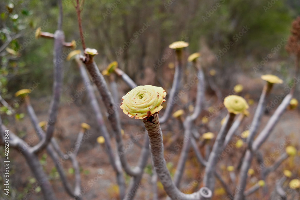 Aeonium plant (Aeoniumcanariense) typical for dry, salty and arid environment of Canary Islands. Aeonium plant (Aeoniumcanariense) typical for dry, salty and arid environment of Canary Islands.