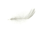 Feather fly. Nature abstract bird feather texture closeup isolated on white background in macro photography, soft focus. Elegant expressive artistic image fragility of nature.