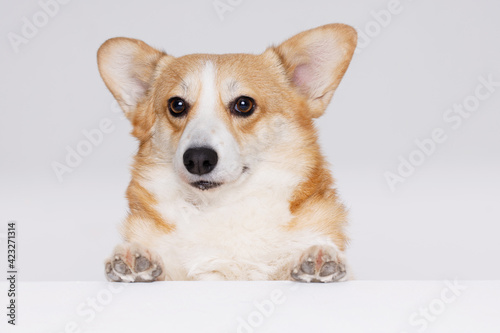 Portraite of cute puppy corgi. Little smiling dog on gray background. Free space for text. © KDdesignphoto
