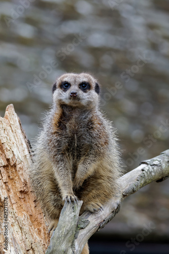 Slender-tailed Meerkat (Suricatta suricatta) photo