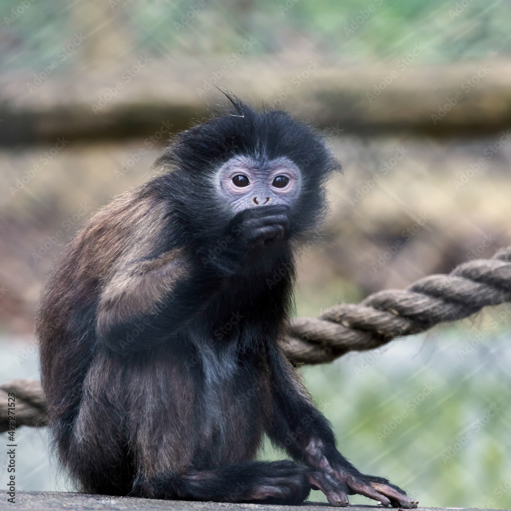 Black-Capped Capuchin Monkey (Cebus apella) Black-Capped Capuchin Monkey (Cebus apella)