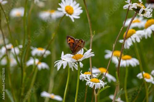 butterfly and oxeye daisy