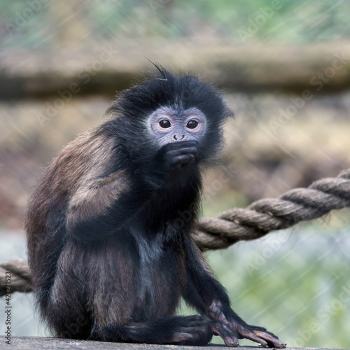 Black-Capped Capuchin Monkey (Cebus apella) © philipbird123
