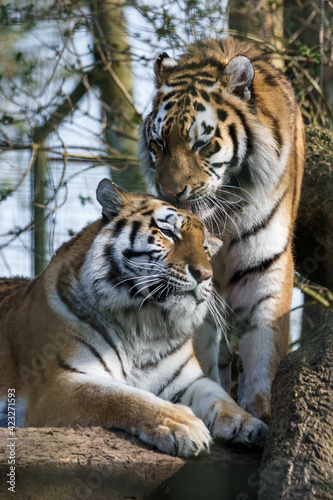 Fototapeta Naklejka Na Ścianę i Meble -  Siberian Tiger (Panthera tigris altaica)