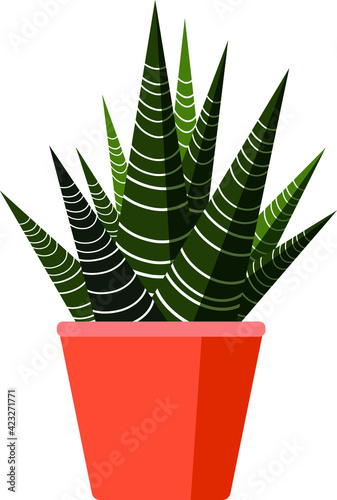 Haworthia fasciata. Zebra plant isolated on white background. Vector illustration. Exotic succulent plant haworthia fasciata on white. Typical room plant sucgrown indoors for home decoration.