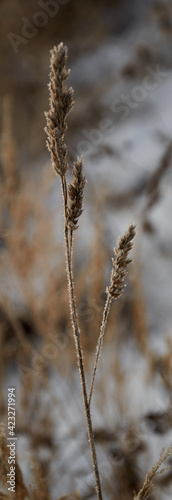 frozen wheat
