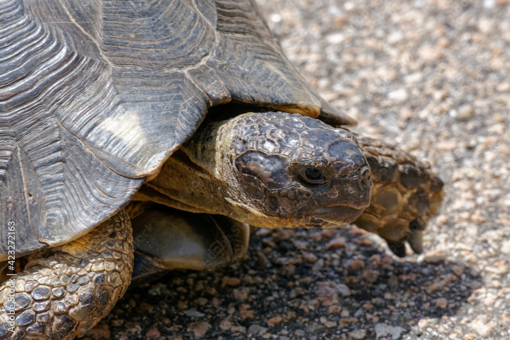 Sardinian Marginated Tortoise (Testudo marginata) Sardinian Marginated Tortoise (Testudo marginata)