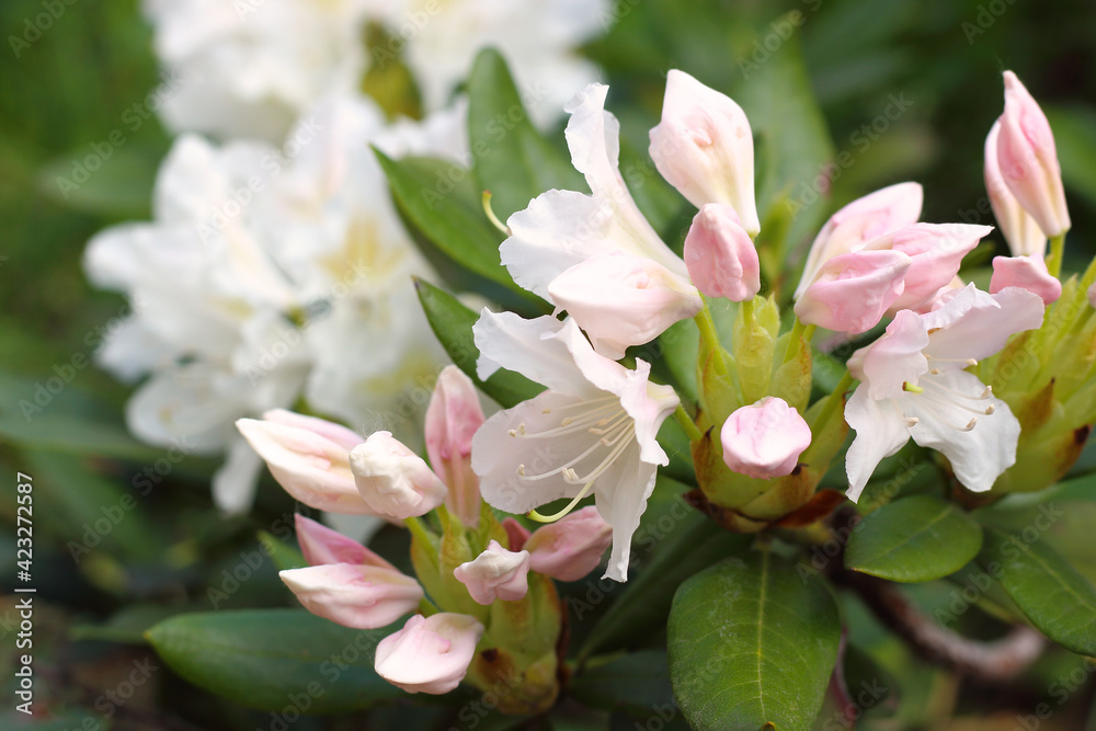 Fototapeta premium Pink rhododendron buds with white flowers in garden on blurred natural background. Selective focus