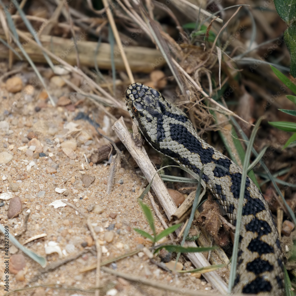 Common European Adder (Vipera berus) Common European Adder (Vipera berus)