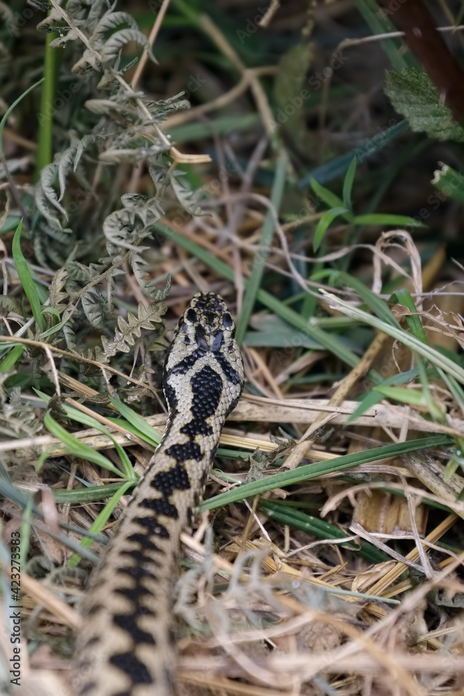 Fototapeta premium Common European Adder (Vipera berus)