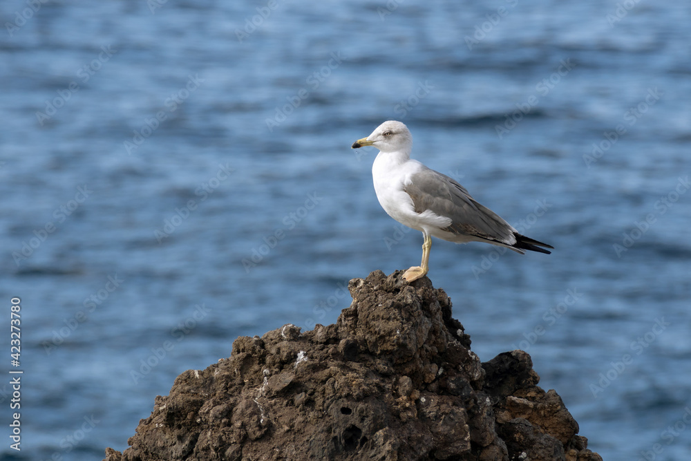 Yellow-Legged Gull (Larus michahellis) Yellow-Legged Gull (Larus michahellis)