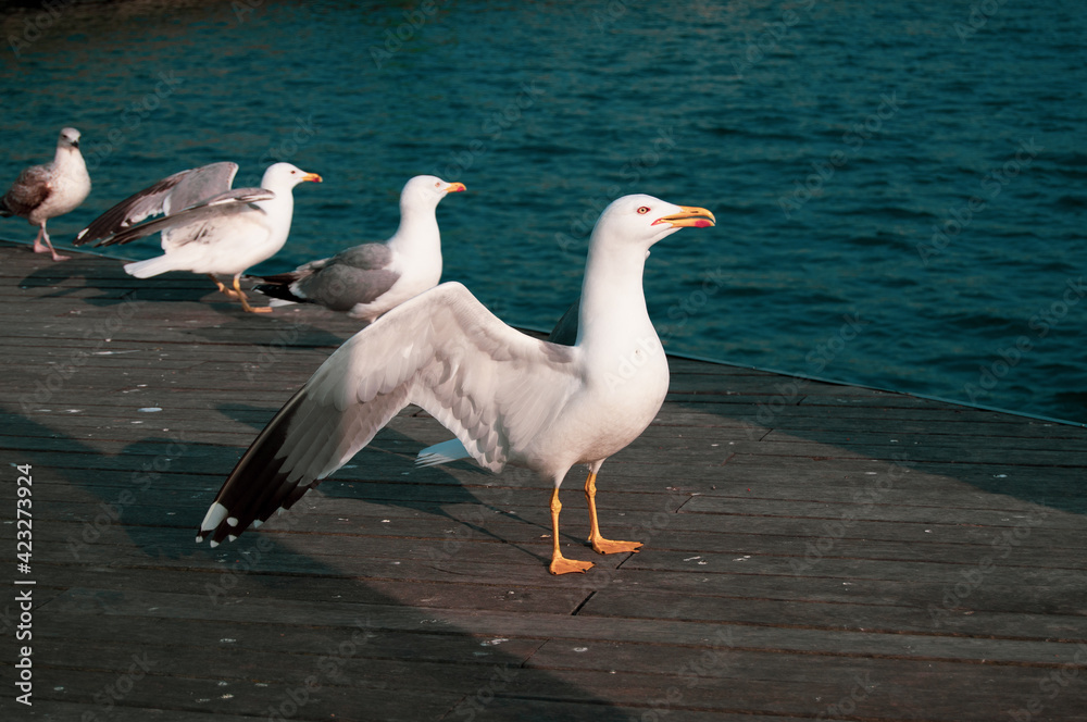 Obraz premium Gaviota