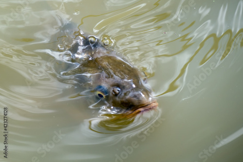 Tench or Doctor fish (Tinca tinca) © philipbird123