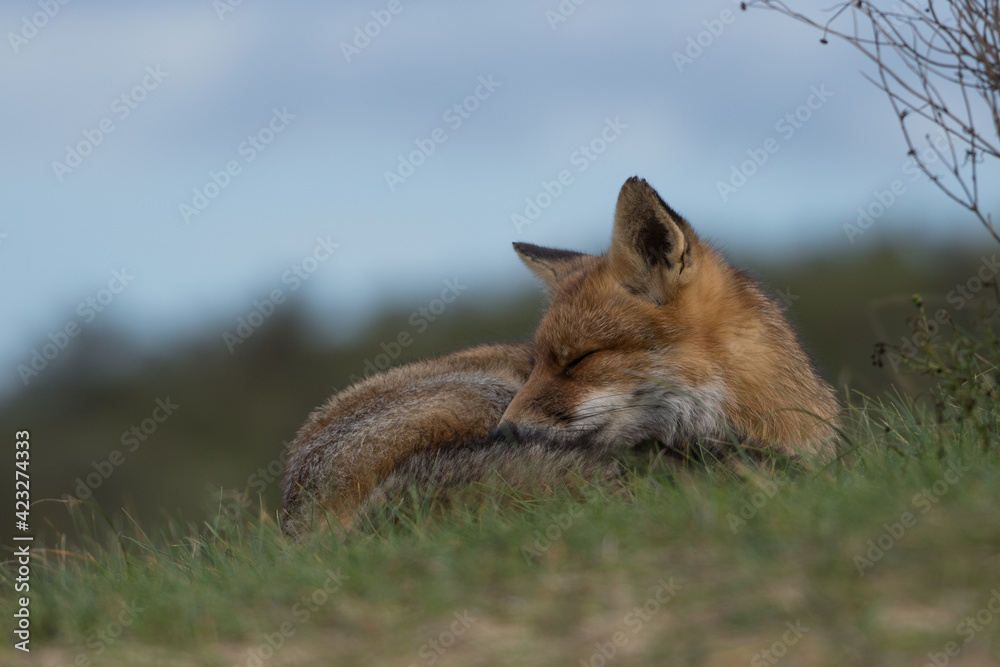 Obraz premium Red fox is relaxing in the grass, photographed in the dunes of the Netherlands.