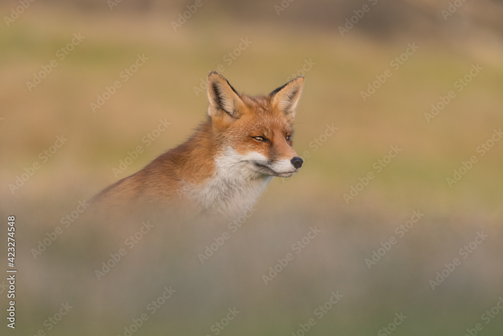 Red fox (vulpes vulpes) with sunset, photographed in the dunes of the netherlands.