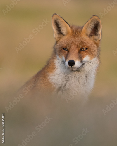 Red fox (vulpes vulpes) with sunset, photographed in the dunes of the netherlands. © Tim