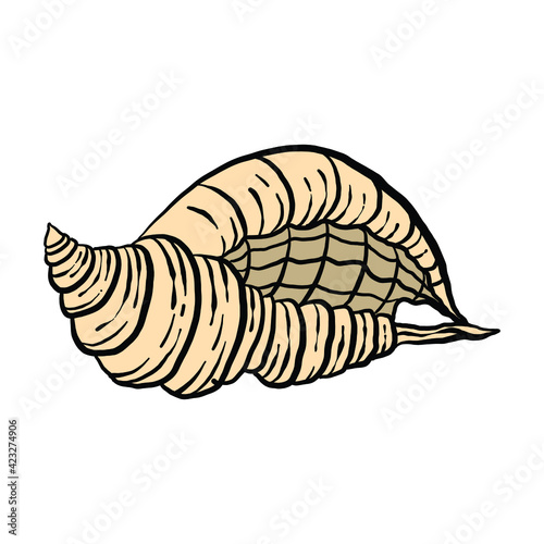 colorful seashell illustration. animated nautical animal in vector graphic for creative design. aquatic object animation isolated on white background.