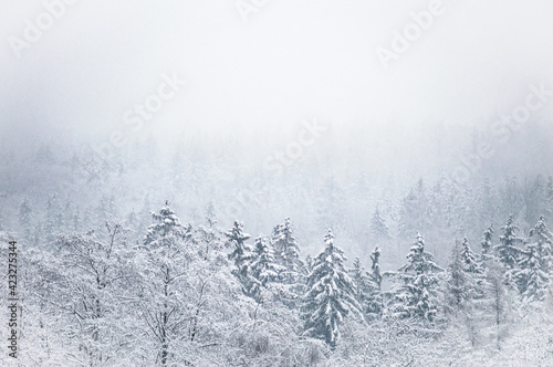 Blick über den Winterwald 2 © Lisa