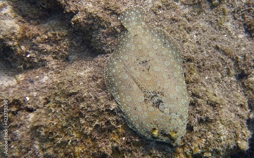 Closeup of a Peacock Flounder Bothus mancus   in the reef on the bottom of the ocean