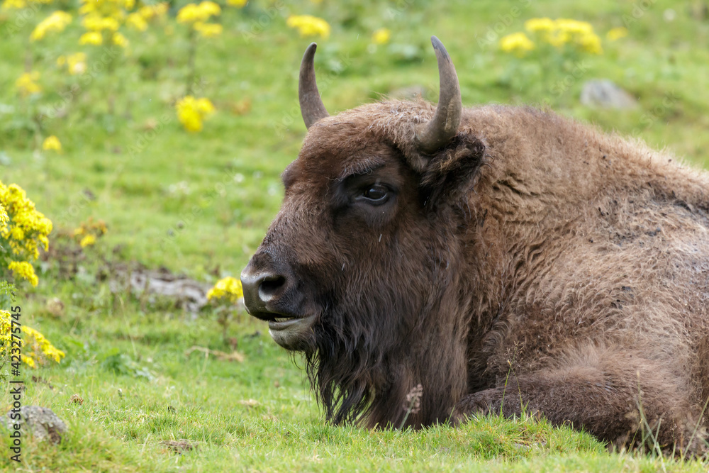 European Bison (Bison bonasus)