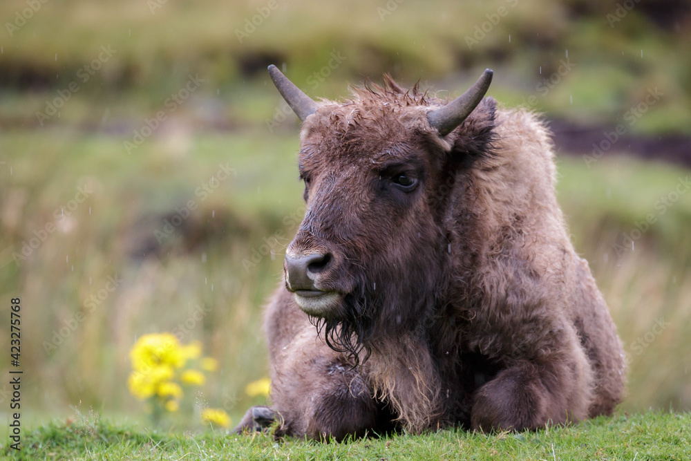 European Bison (Bison bonasus)