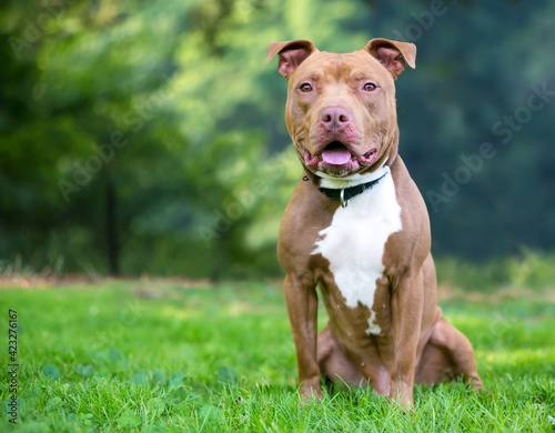 A red and white Pit Bull Terrier mixed breed dog sitting outdoors