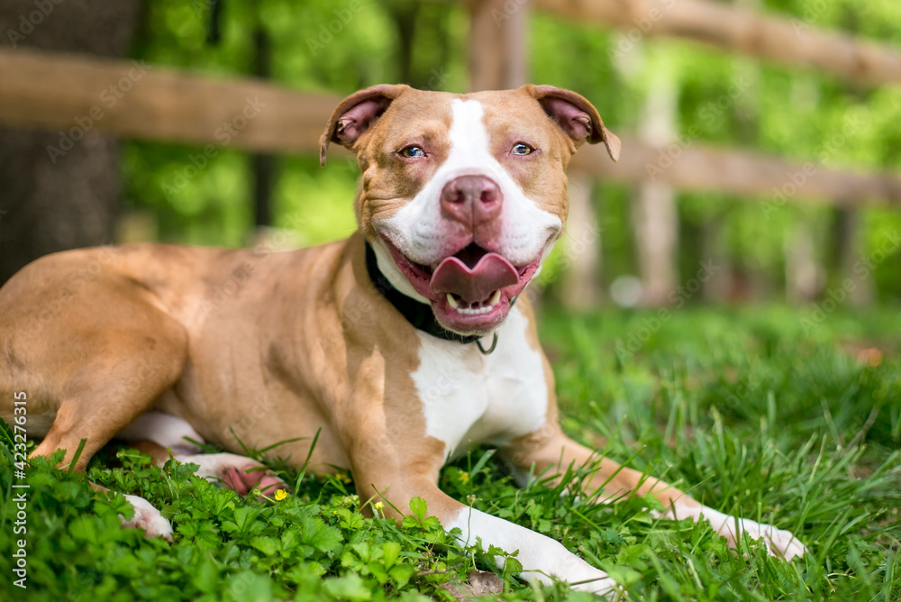 A red and white Pit Bull Terrier mixed breed dog with sectoral heterochromia in its eyes, lying in the grass